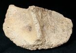 Edmontosaurus Calcaneum (Heel Bone) - Montana #12712-1